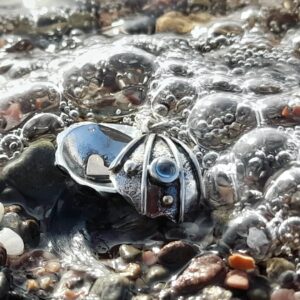 heart of gold cockle shell